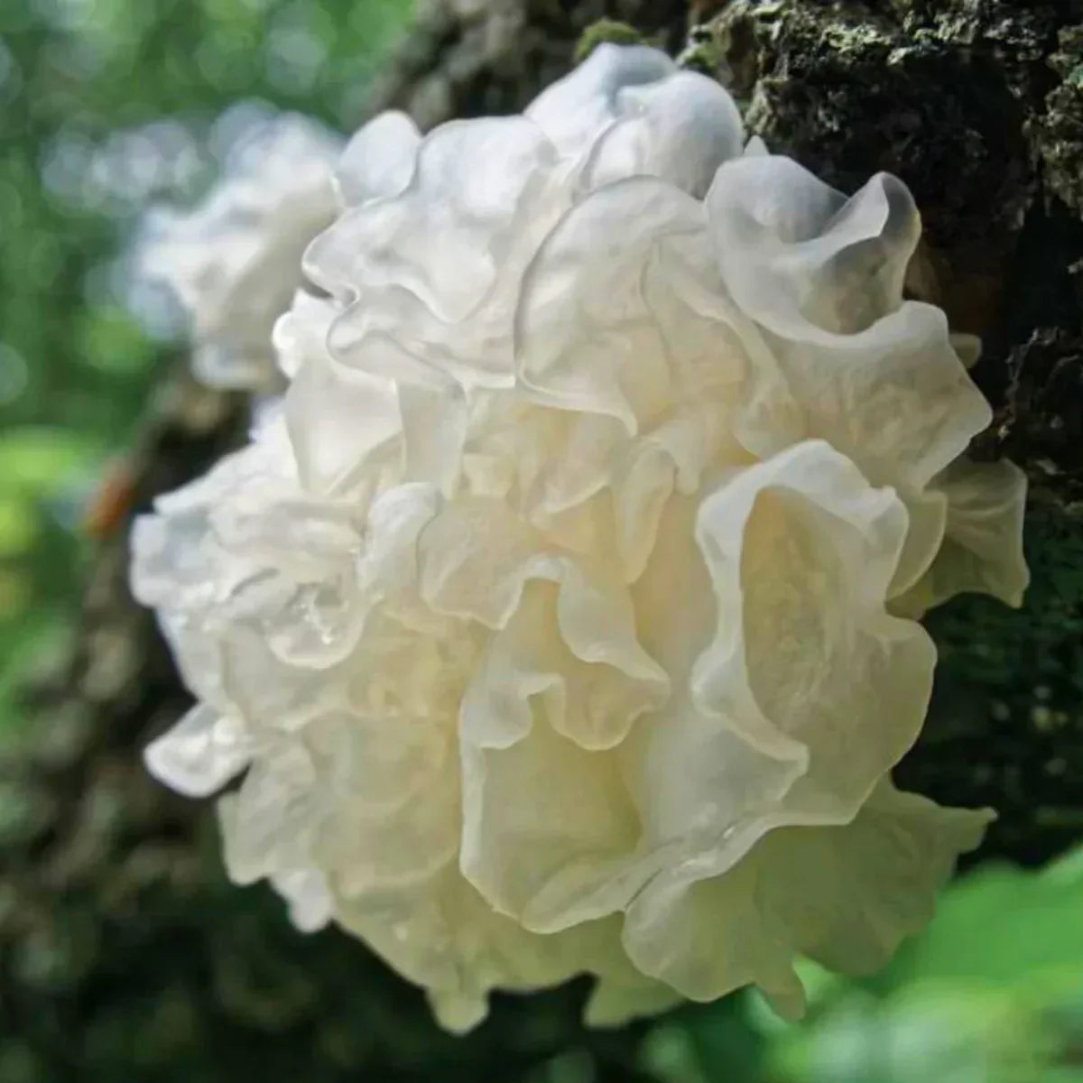 Tremella Mushroom: Nature’s Answer to Deep Hydration and Skin Barrier Repair